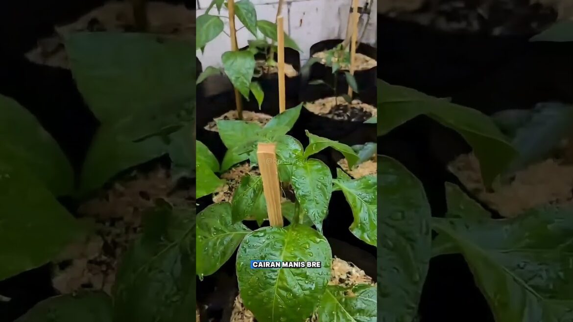  The Secret Liquid Your Plants Need! 🌿✨ The Secret Liquid Your Plants Need! 🌿✨