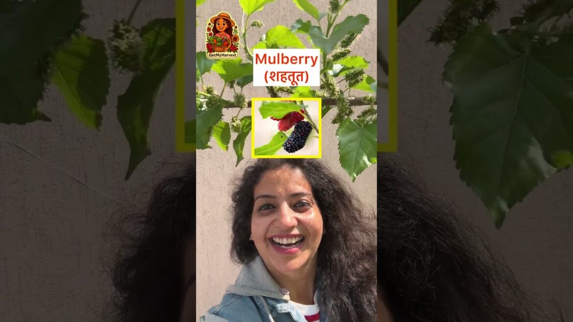 My Fruit Garden Tour: 3 interesting plants! 🪴✨