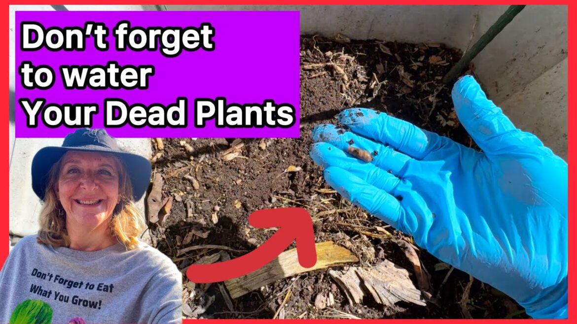 Preparing Old Soil to Grow for FREE Method of Self Fertilizing Vegetable Plants Container Gardening