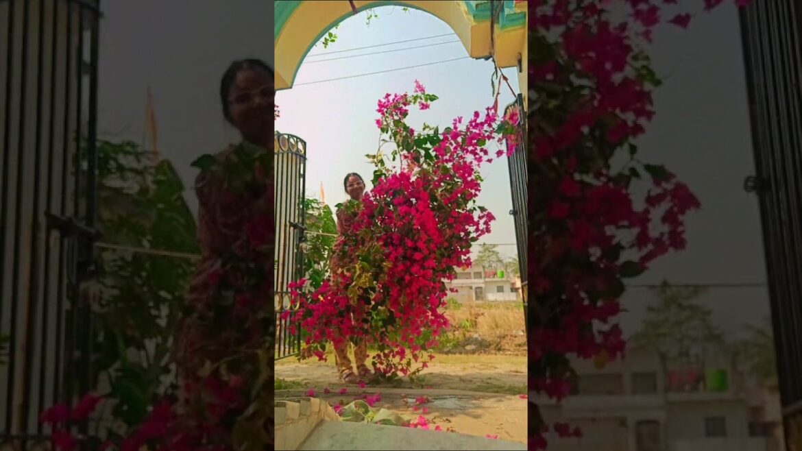 বাগানবিলাস গাছটা কি পুরো কেটে দিলাম?#plants  #gardening#gardeningtips