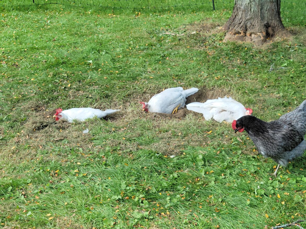 Can't beat an afternoon nap in your favorite ditch.