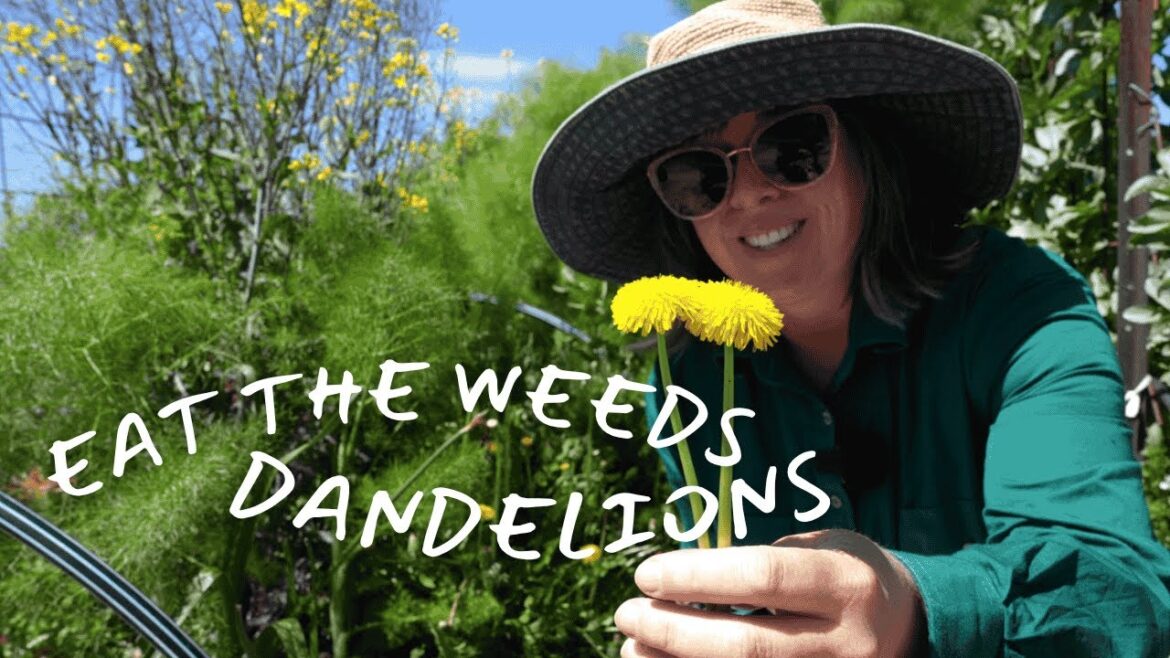 Edible Weed: Dandelions - Herb Garden - Gardening in Australia
