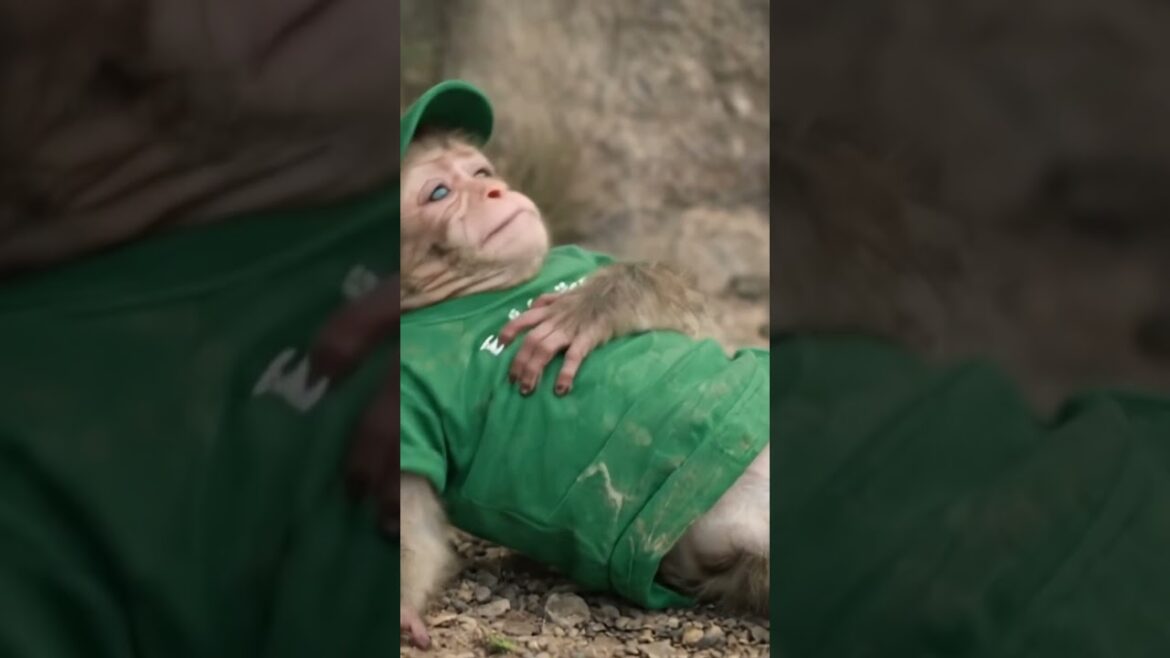 MILO’S Garden Rescue: A Tough Mission! MILO'S Garden Rescue: A Tough Mission!