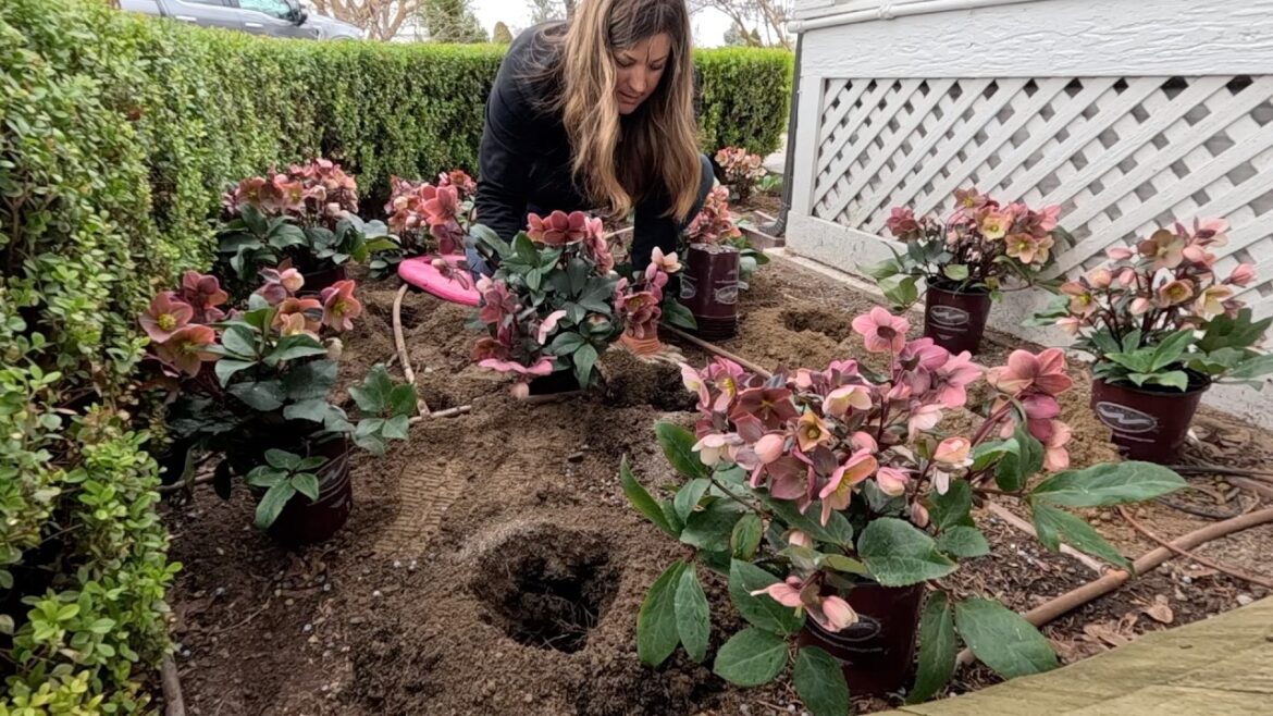 Planting the First flower Bed of the Season 🙌, Spring Containers & Hydrangea Pruning! 🌸🌿🌸