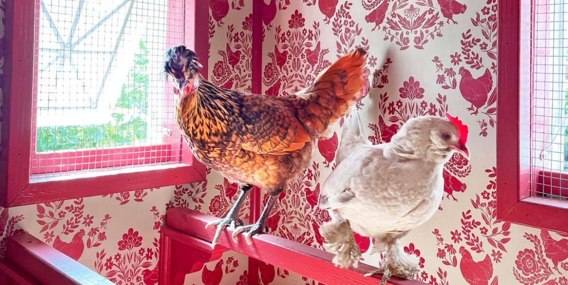 Inside the Country’s Most Colorful Chicken Coop Inside the Country’s Most Colorful Chicken Coop