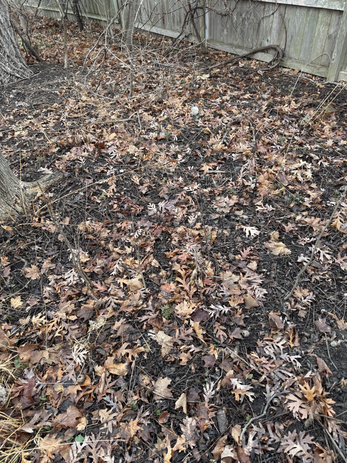 A small success - after two years of hand pulling wintercreep from this area I think I’ve cleared it!