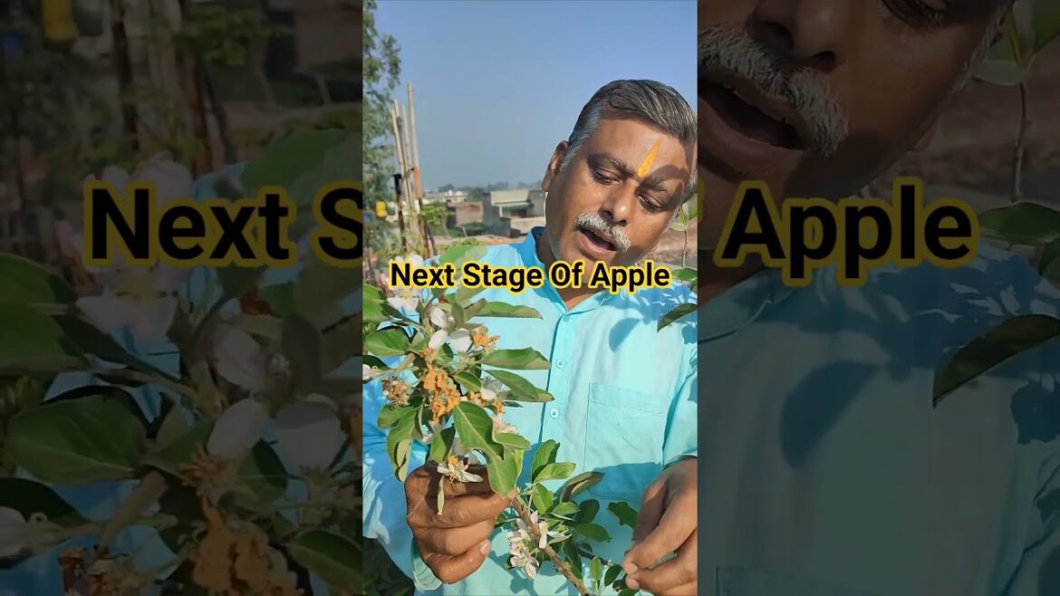 Apple Flower Pollination Update 🍎 | Fruit Set Hoga Ya Nahi? #ytshorts #garden #apple #newyoutuber Apple Flower Pollination Update 🍎 | Fruit Set Hoga Ya Nahi? #ytshorts #garden #apple #newyoutuber
