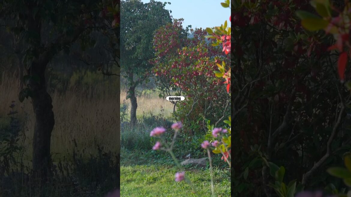 Create an “Indoor Room” Outside #gardening #garden #gardendesign