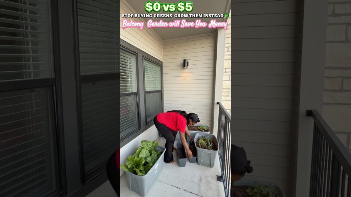 I Stopped Paying $5 for Greens | Balcony Garden Grocery Hack #DIYGarden