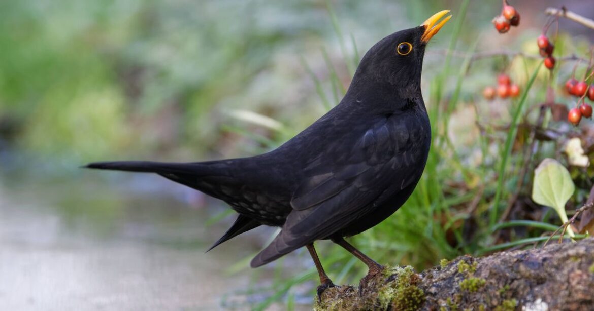 Anyone with blackbirds and blue tits in their gardens told 'do this'