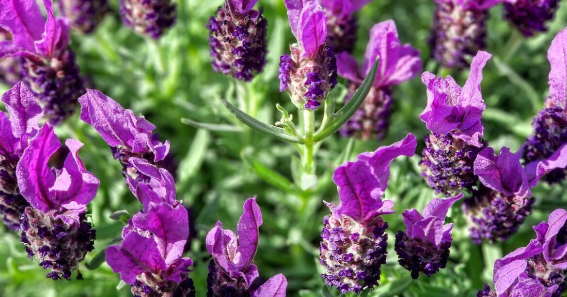 A picture of eggshells