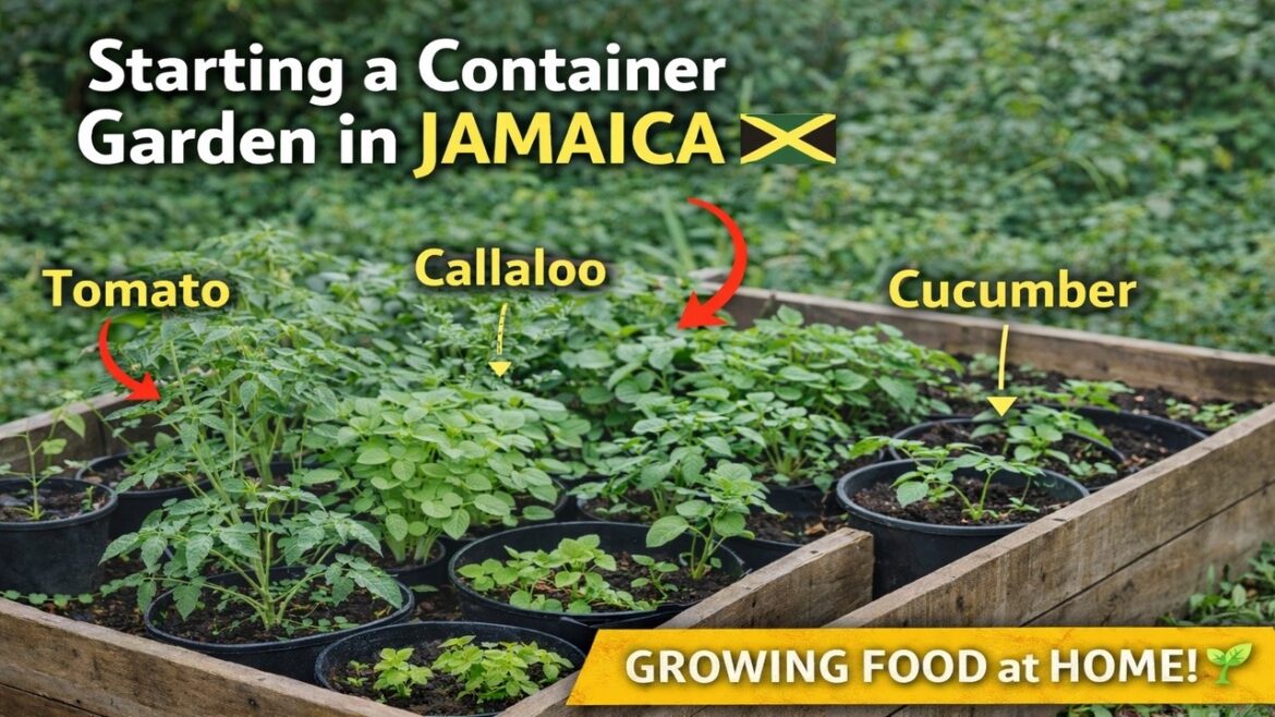 Starting My Container Garden in Jamaica 🌱 Tomato, Cucumber, Pepper, Lettuce & More