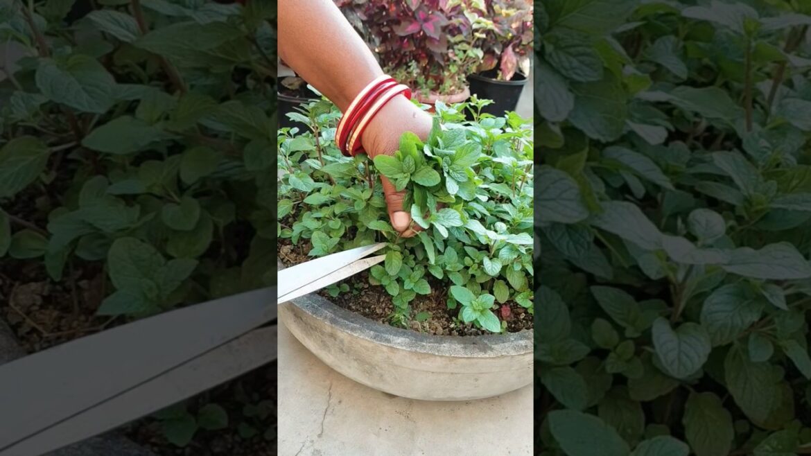 #Mint #propagation #gardening #gardenplants #nature #trending #viral #ytshorts