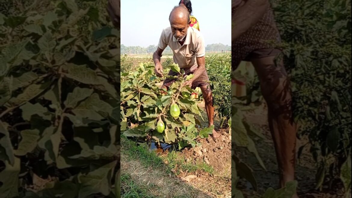 Fresh Brinjal Harvest by Village Woman | Farm to Market 🍆 #shorts Fresh Brinjal Harvest by Village Woman | Farm to Market 🍆 #shorts