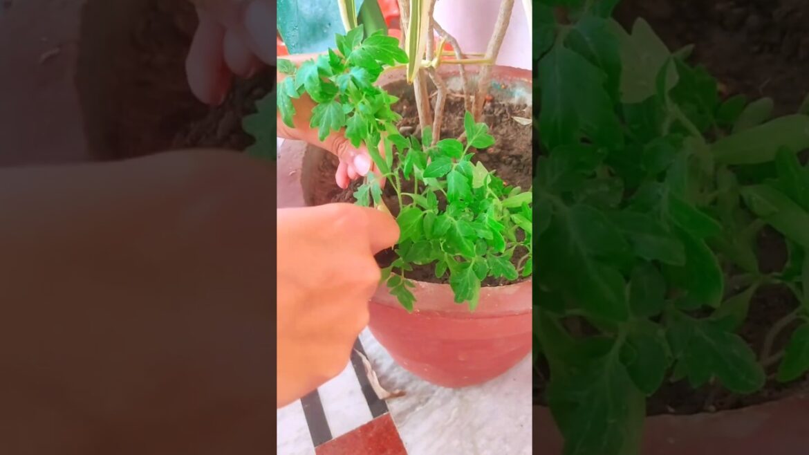 Mummy ka ‘Mission Tomato’ Safal! 🍅🪴 #GardeningTips #Shorts Mummy ka ‘Mission Tomato’ Safal! 🍅🪴 #GardeningTips #Shorts