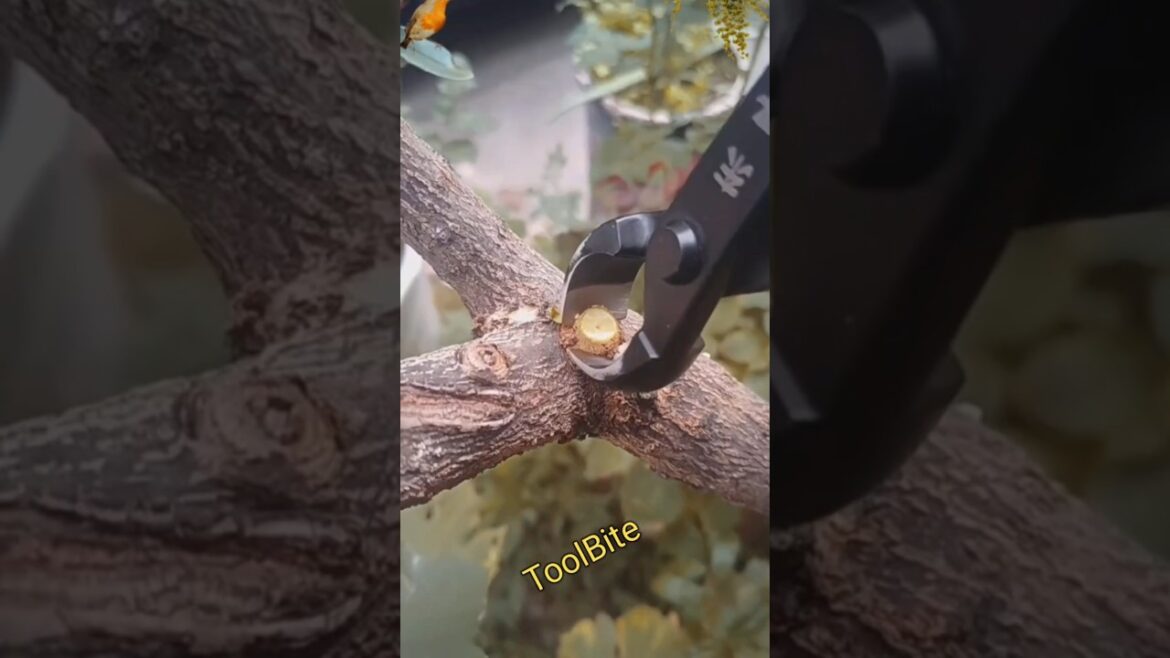 Best Bonsai & Garden Pruning Scissors for Precise Cuts | Leaf, Bud & Ball Node Tools