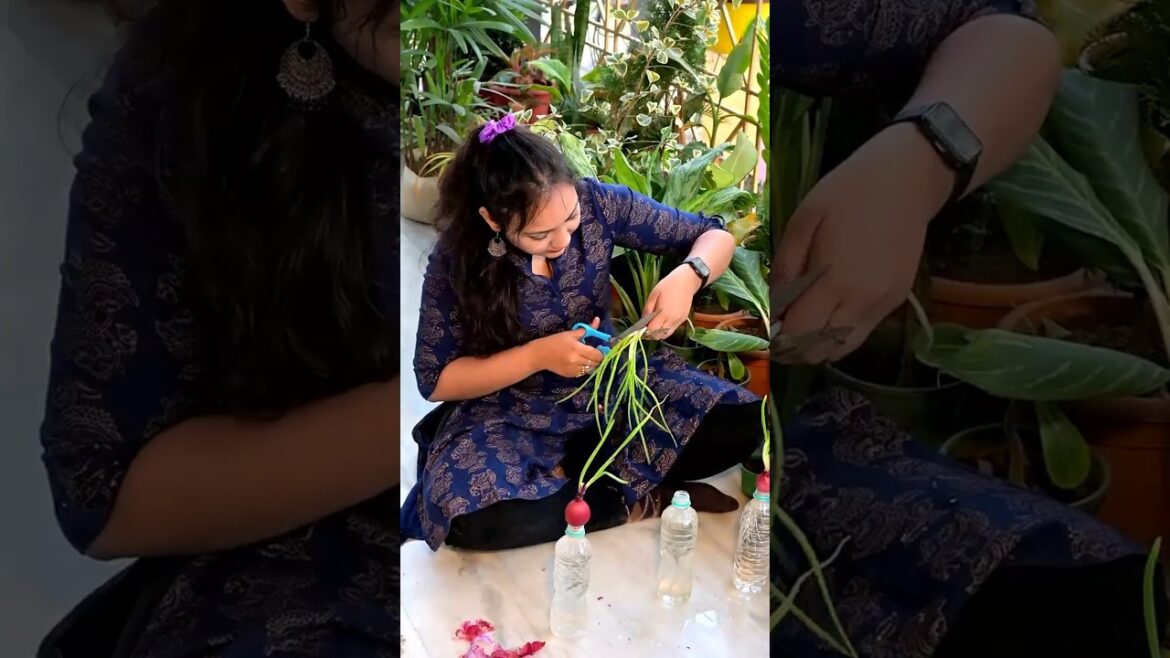 Onion resurrection ceremony❌🌱Green rebellion continues w. mini hydroponic setup🌿#plants #gardening Onion resurrection ceremony❌🌱Green rebellion continues w. mini hydroponic setup🌿#plants #gardening