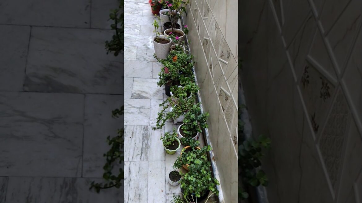 gardening tips for beginners #plants #garden #shorts