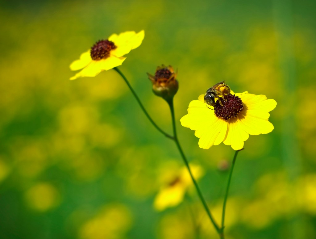 A fly you want in your garden – Marin Independent Journal A fly you want in your garden – Marin Independent Journal