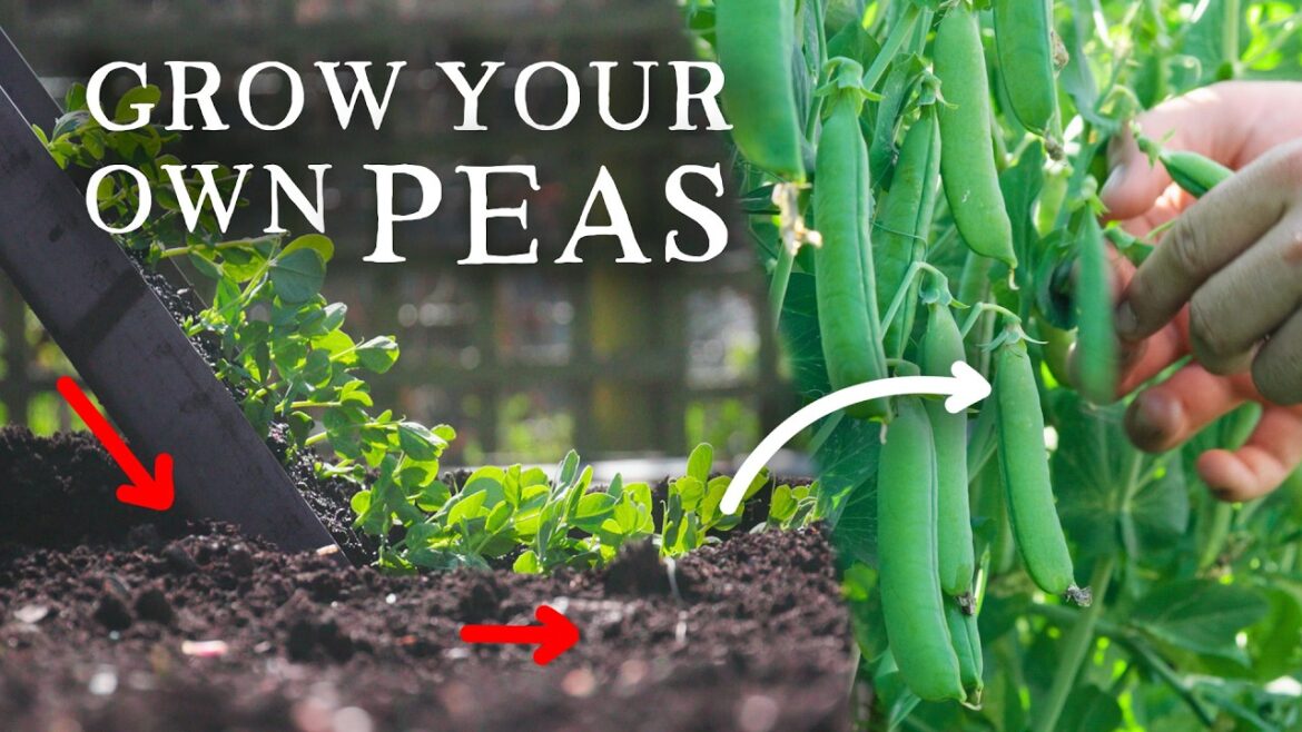 Huw Richards: How to Grow Peas | 2 Simple Methods for Huge Harvests How to Grow Peas | 2 Simple Methods for Huge Harvests