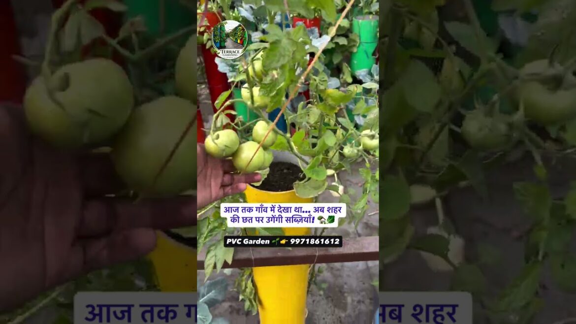 Gardening Vegetable Growing का नया ट्रेंड Ontario Garden स्टाइल में उगाएं ताज़ी ऑर्गेनिक सब्ज़ियाँ Gardening Vegetable Growing का नया ट्रेंड Ontario Garden स्टाइल में उगाएं ताज़ी ऑर्गेनिक सब्ज़ियाँ