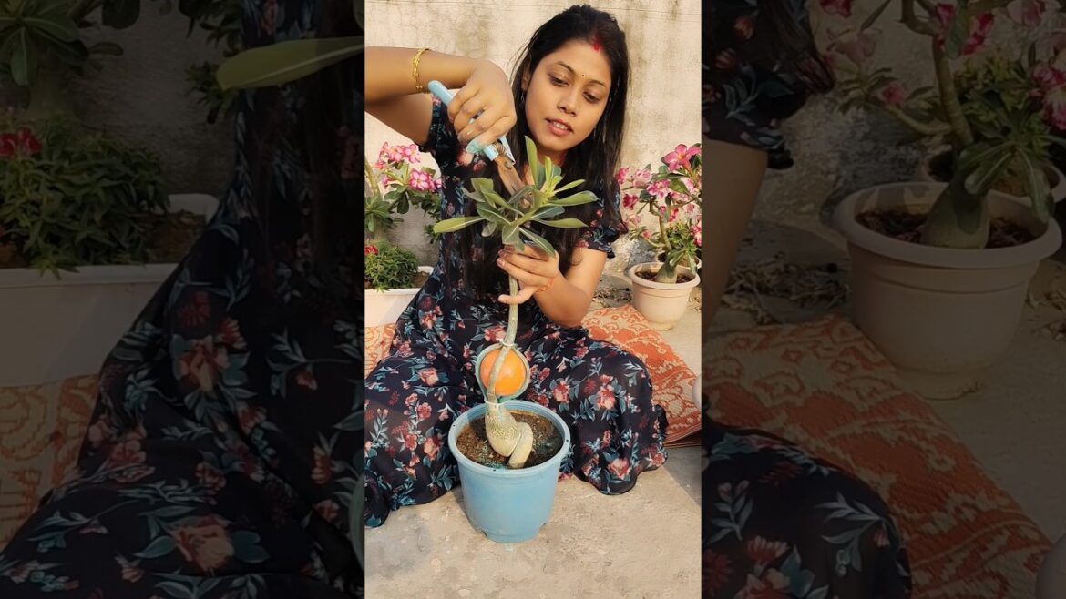 Unique design in adenium #shorts #ytshorts #garden #adenium #terracegarden