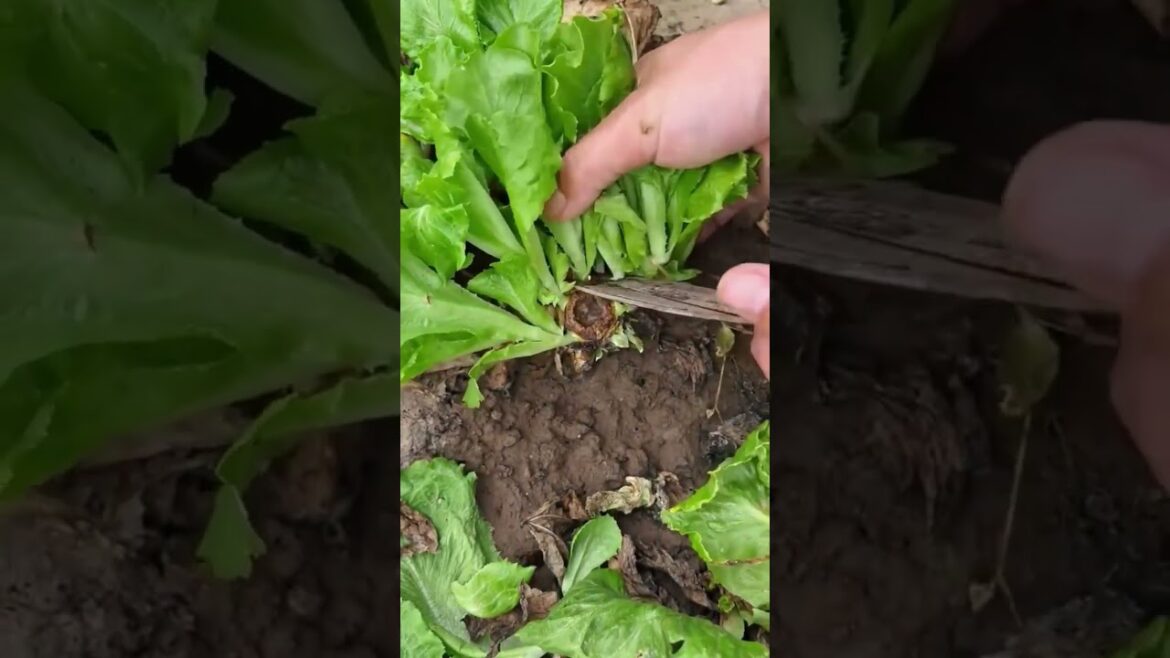 The Secret to a 5-Star Salad (That Isn’t Kale) ⭐🥗 #farming #herbalism #permaculture #gardening The Secret to a 5-Star Salad (That Isn’t Kale) ⭐🥗 #farming #herbalism #permaculture #gardening