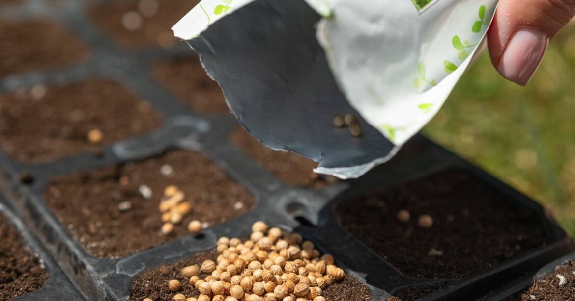 Can you still plant old seeds? Experts explain if expired packets are worth using