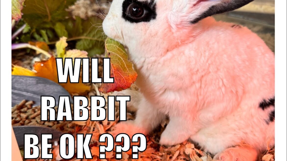 Will this Rabbit Recover? + BIG Garden Plans