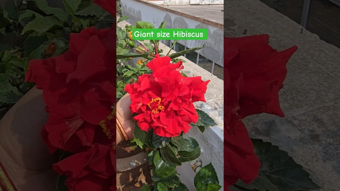Red hibiscus 🌺  #shorts #ytshorts #hibiscus #flowers #garden