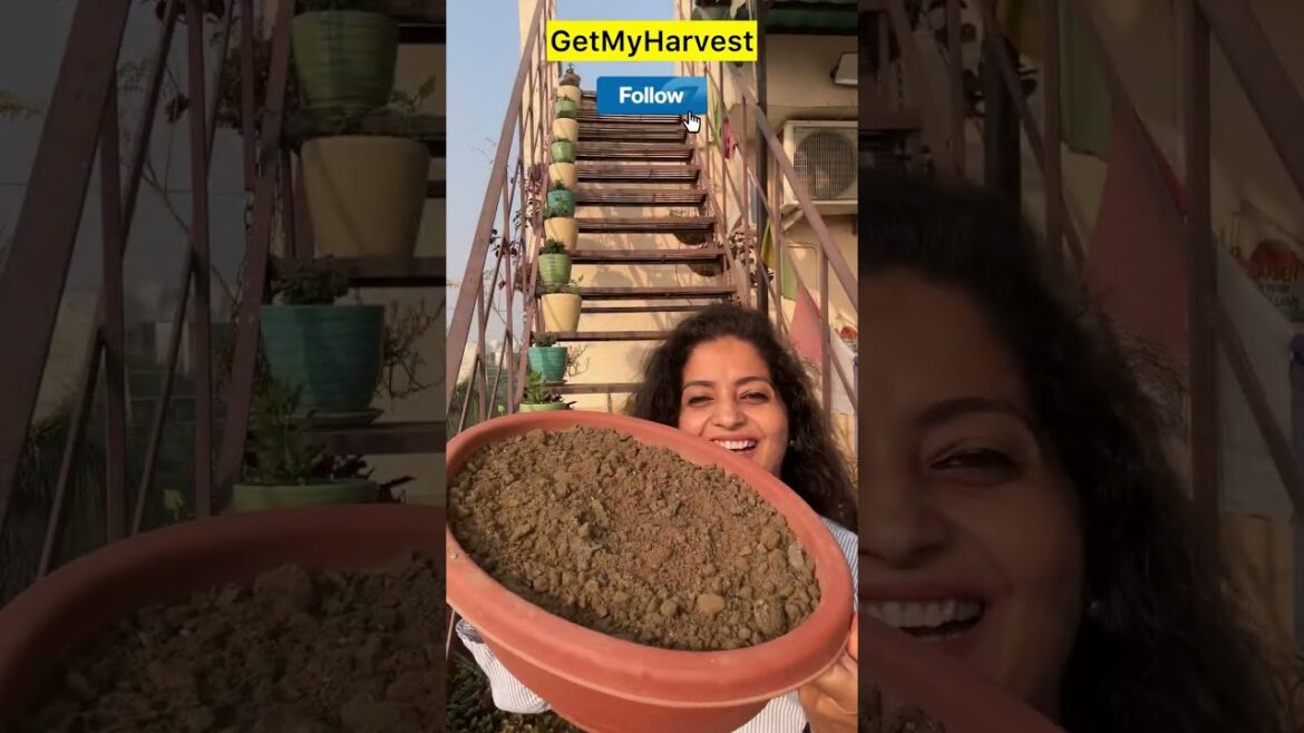 Easiest Way to Grow Coriander at Home from Seeds | गमले में धनिया उगाएं झटपट #shorts Easiest Way to Grow Coriander at Home from Seeds | गमले में धनिया उगाएं झटपट #shorts