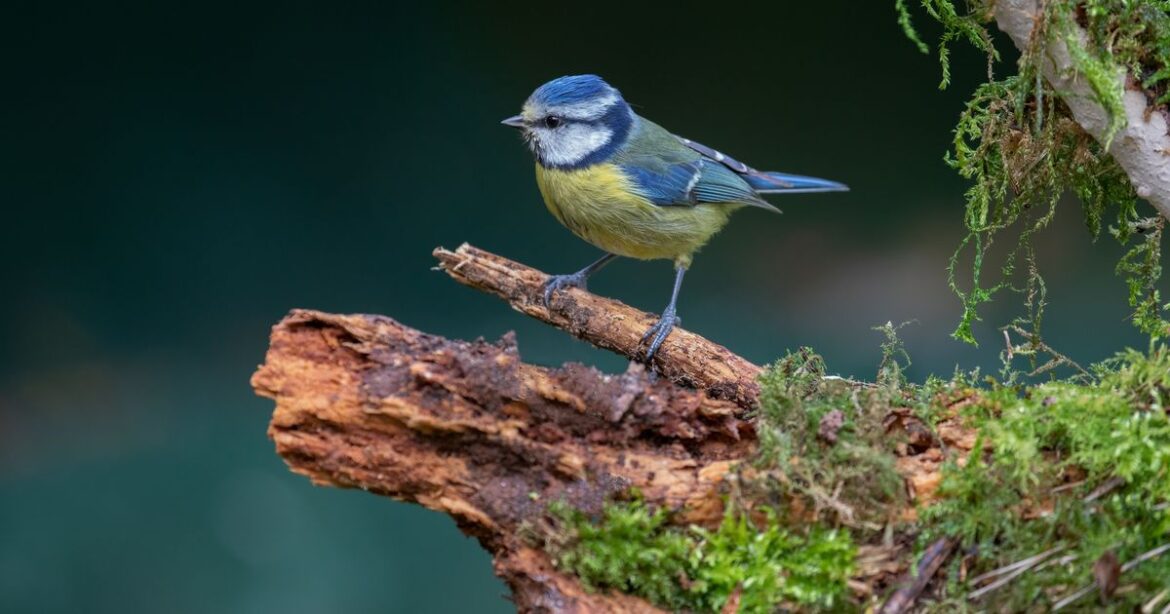 Gardeners urged to leave this leftover breakfast item on bird tables throughout this month