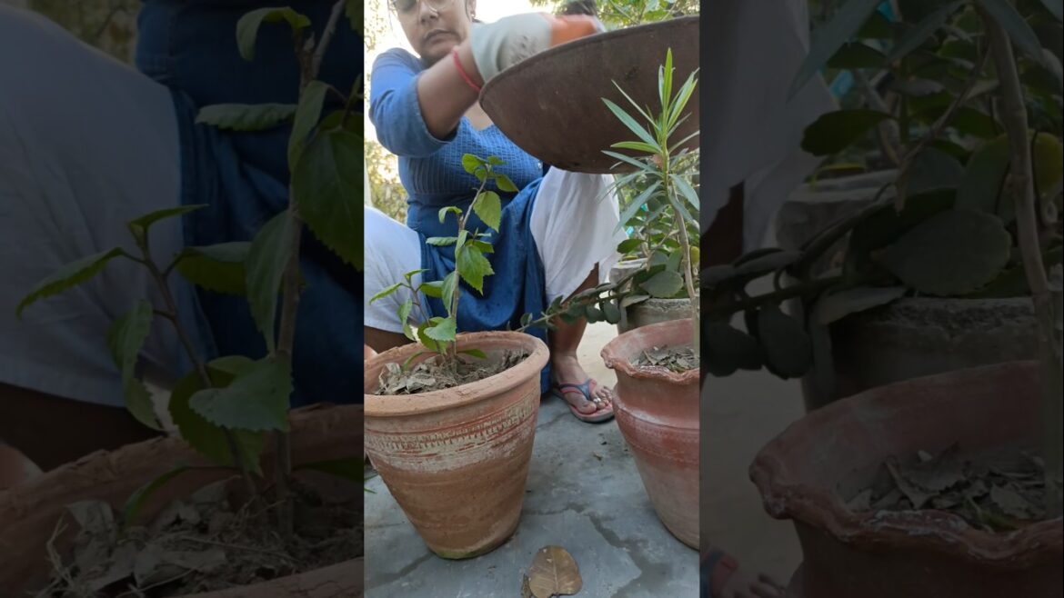 gardening #minivlog #garden #shorts #gardening