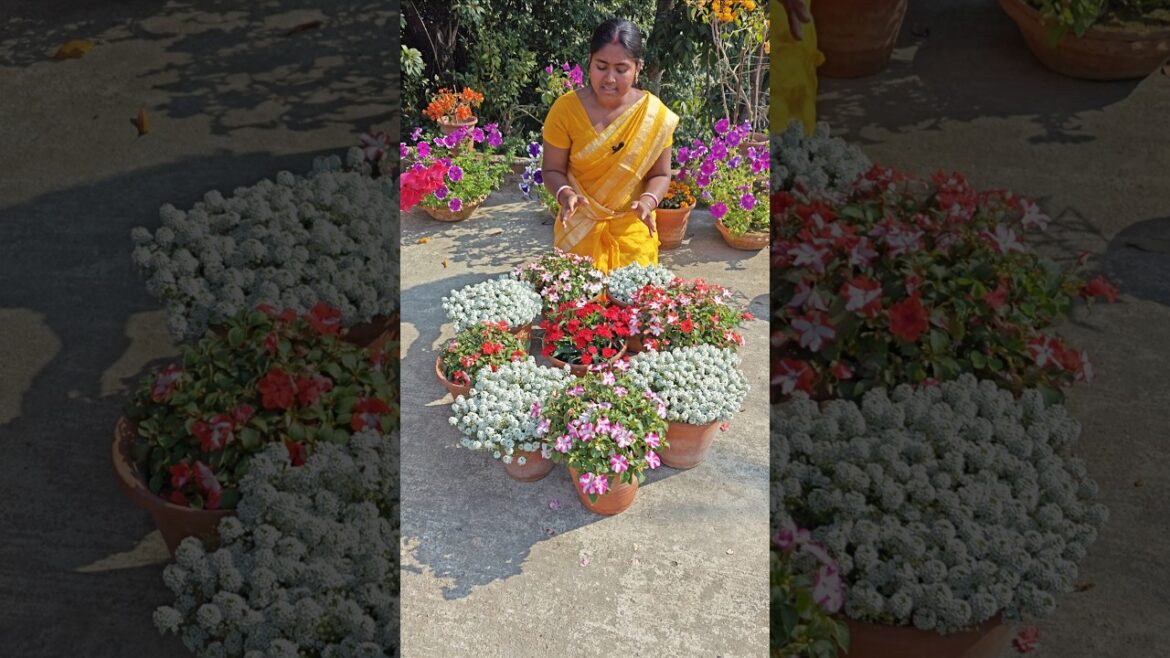 Garden Flower Plant Idea ❤️‍🔥#shorts #garden #ideas #trending #youtubeshorts
