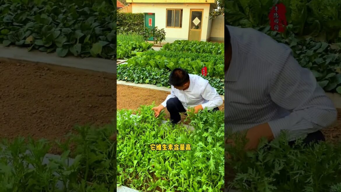Planting some garland chrysanthemum gives it a unique aroma, prevents insect infestation.