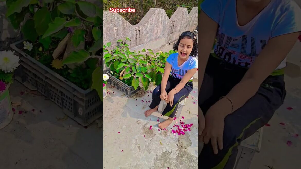 বেগুনগাছের নতুন ব্যবস্থা করা হয়েছে #garden #gardening #flowers #nursery #UpdateGardening #chadbagan বেগুনগাছের নতুন ব্যবস্থা করা হয়েছে #garden #gardening #flowers #nursery #UpdateGardening #chadbagan