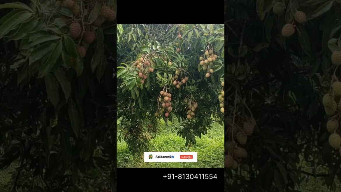 Happy Holi in advance! May your life be filled with fruity colours and sweet moments #viral #litchi Happy Holi in advance! May your life be filled with fruity colours and sweet moments #viral #litchi