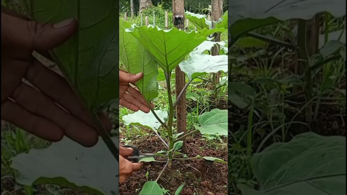 Gardening Tips for Eggplant Farming 🍆🌱🍆  #gardening #agriculture #farmer #farming #eggplant