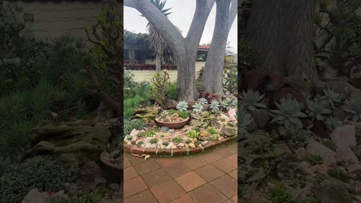 Hello from the Desert Garden