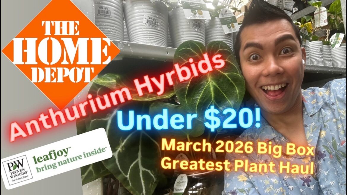 Anthuriums Hybrids for Under $20 Insane Spring 2026 Plant Finds at Home Depot Big Box Store Haul Anthuriums Hybrids for Under $20 Insane Spring 2026 Plant Finds at Home Depot Big Box Store Haul