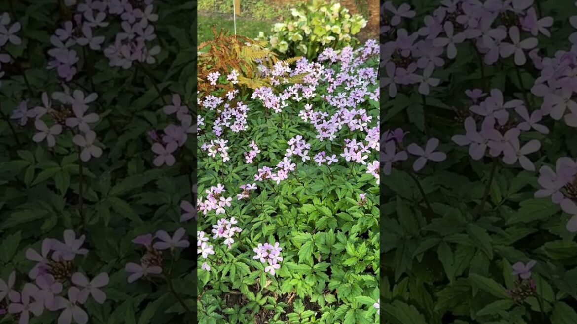 Cardamine quinquefolia is beautiful and edible!