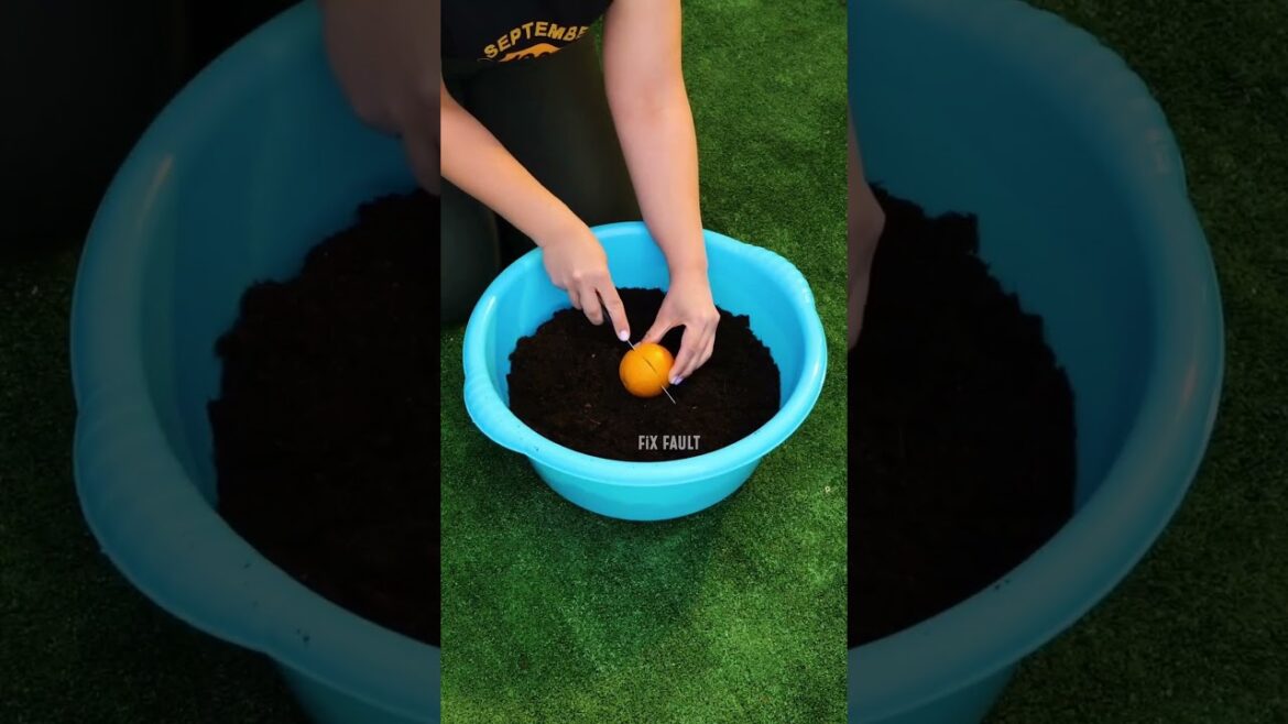 Amazing Gardening Hack You Need to Try! #gardeninghacks #gardeningtips #gardening #hacks #shorts Amazing Gardening Hack You Need to Try! #gardeninghacks #gardeningtips #gardening #hacks #shorts