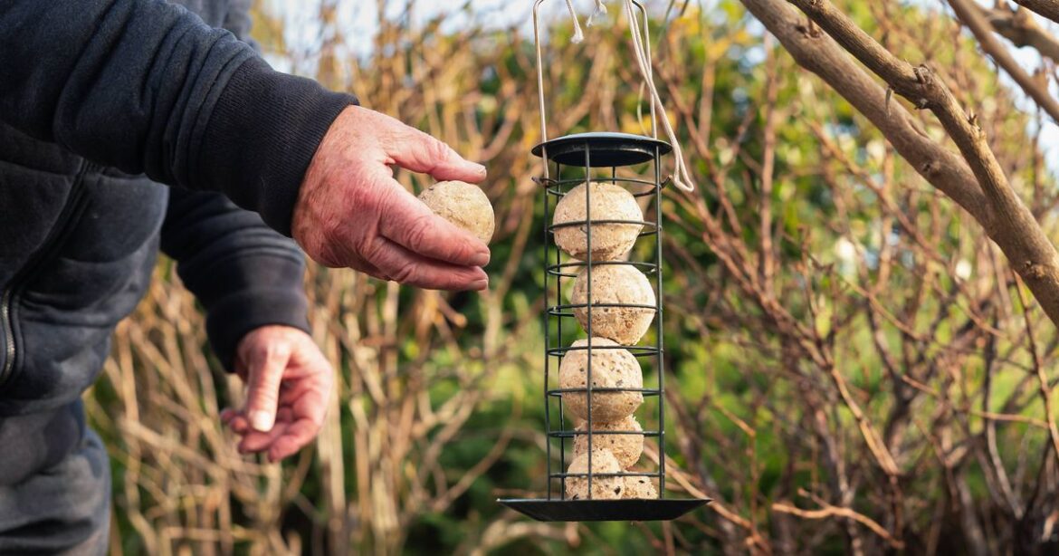 Anyone with a bird feeder should place 1 item in garden to avoid rat infestation Anyone with a bird feeder should place 1 item in garden to avoid rat infestation