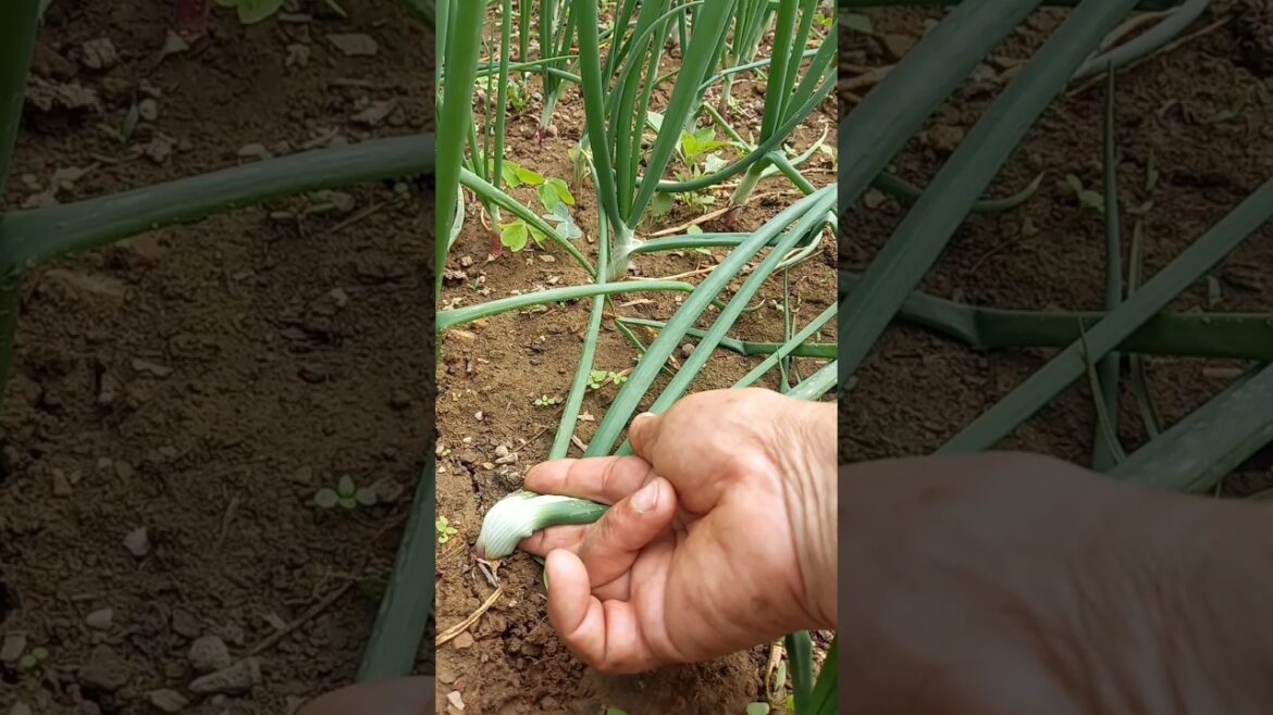 Gardening tips #garden #farming #garden design