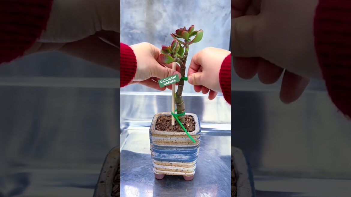 Pruning Succulents: Easy Tips to Shape & Style ✂️