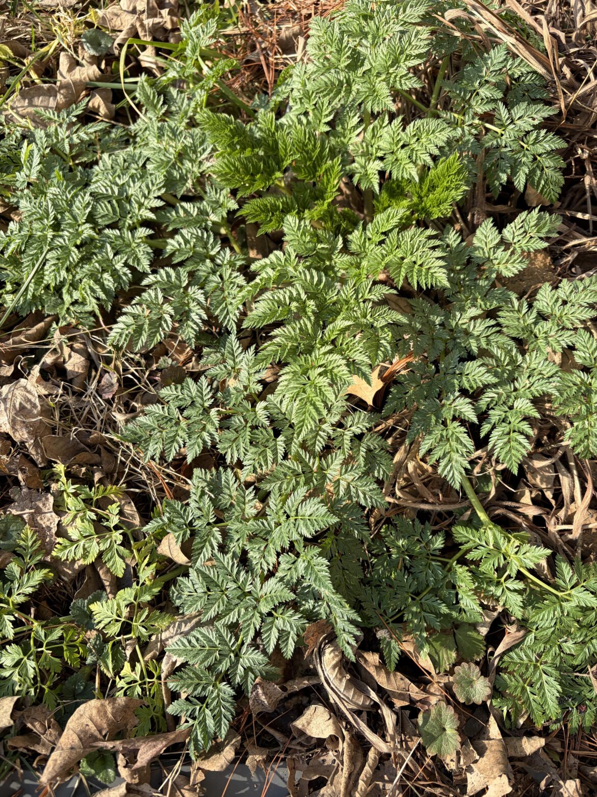 What’s this weed/plant