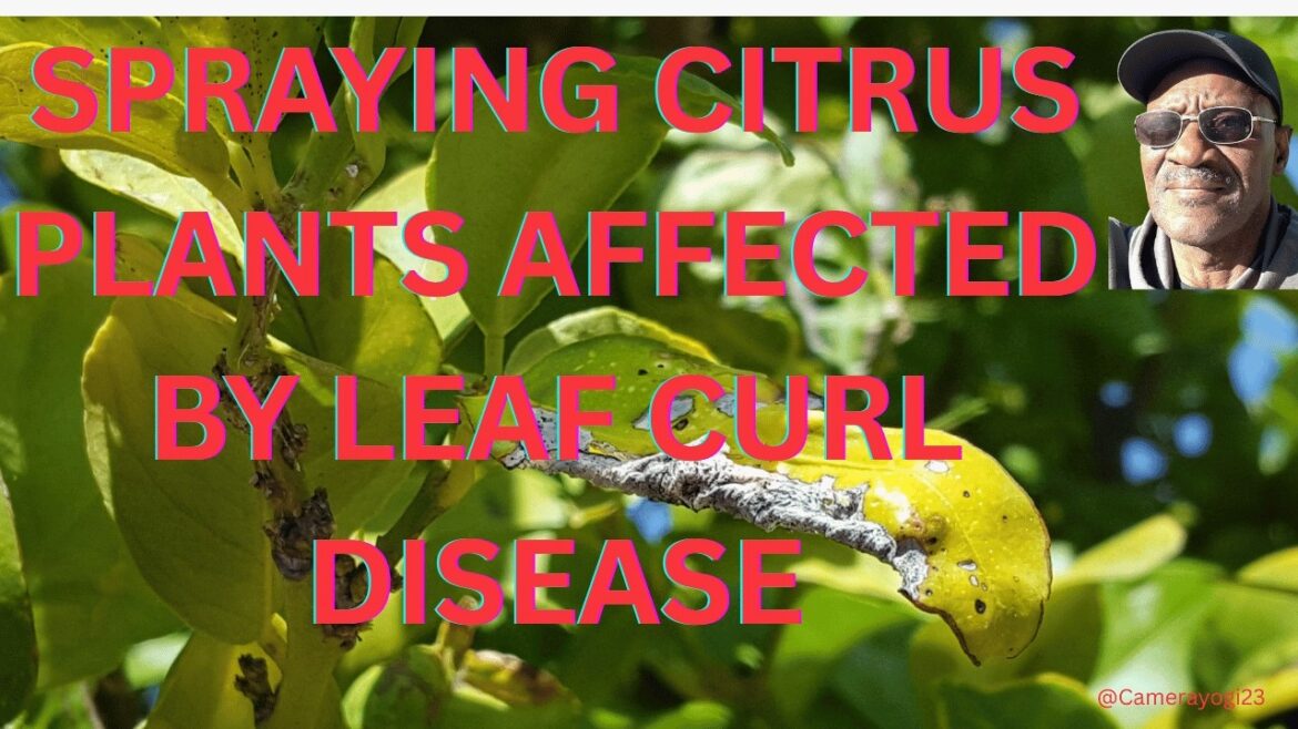 SPRAYING CITRUS PLANTS AFFECTED BY LEAF CURL DISEASE SPRAYING CITRUS PLANTS AFFECTED BY LEAF CURL DISEASE