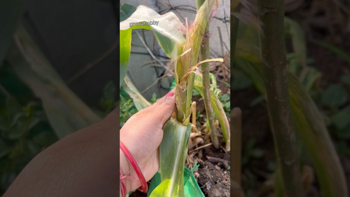 क्या करूँ कोई solution बताओ #shortsdeed #gardening #explorepage #plants #organicgarden