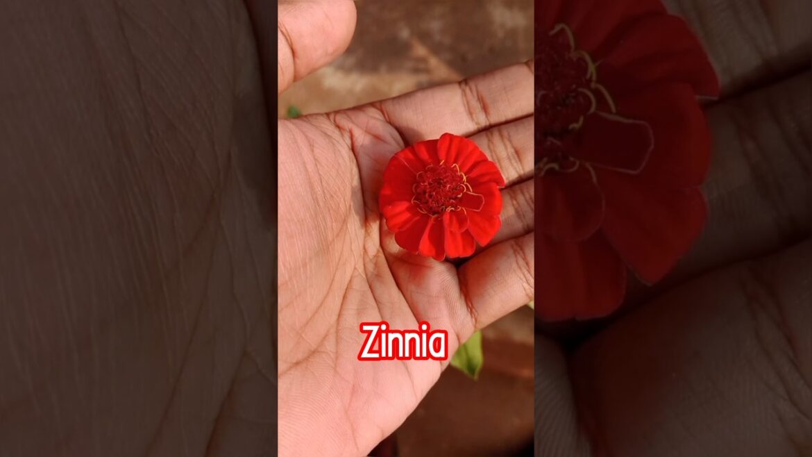 MY ZINNIA FLOWER ♥️😻 #zinnia #zinnias #zinniaasmr #flower #flowers #summer #summerflower
