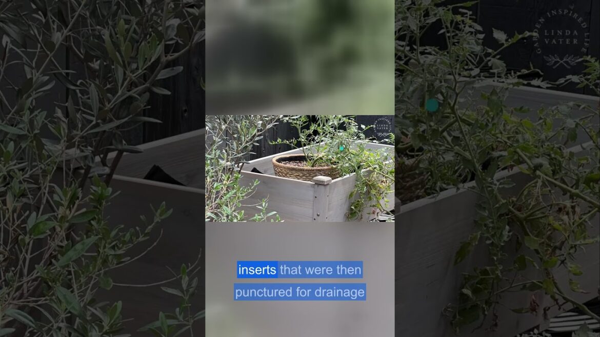 My raised bed kit setup durability drainage pest tips #home #gardendesign #homedecor My raised bed kit setup durability drainage pest tips #home #gardendesign #homedecor